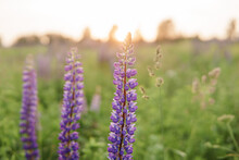 Photos Of Lupine Flowers In Nature