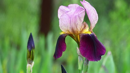 Fotomurales - Purple Iris in bloom background