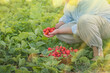 Female hands holding fresh strawberries. Woman picking strawberries in field
