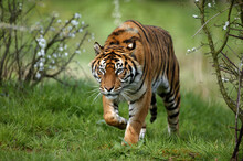 TIGRE DE SUMATRA Panthera Tigris Sumatrae