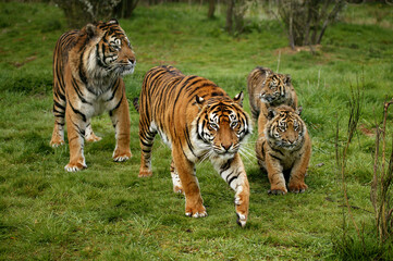 Wall Mural - TIGRE DE SUMATRA panthera tigris sumatrae