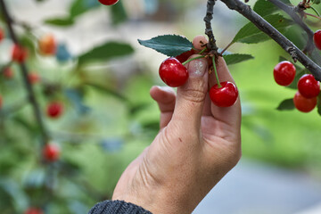 Wall Mural - Female hand picking cherries from branch in garden