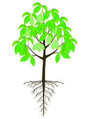Wall Mural - Asimina triloba the pawpaw tree with fruits on a white background.