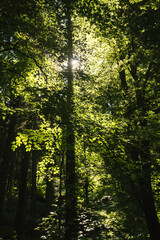 Walking into a forest looking up in a sunny day, beautiful green trees branches