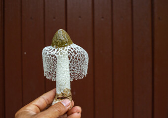 Mushroom with a beautiful white mesh But it is a poisonous mushroom