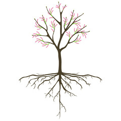 Wall Mural - Pistachio tree with flowers and roots on a white background.