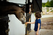 Little girl feeds a beautiful horse in the barn