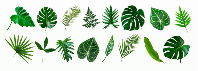Canvas Print - set of green monstera palm and tropical plant leaf isolated on white background for design elements, Flat lay