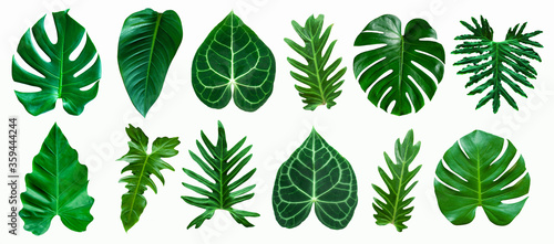 Papier Peint - set of green monstera palm and tropical plant leaf isolated on white background for design elements, Flat lay