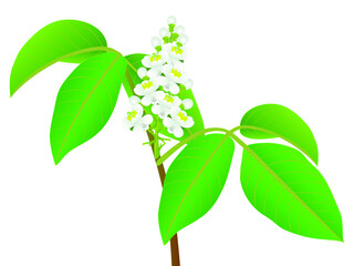 Wall Mural - Guarana Paullinia cupana twig with flowers on a white background.