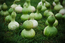 Calabash Gourds For Sale At A Farm In Autumn