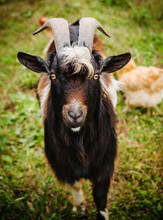Goat On The Farm