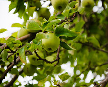 Close Up Of Green Apples Growing At An Apple Orchard 