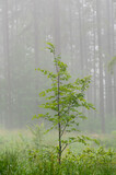 Fototapeta  - Green young tree in natural forest environment