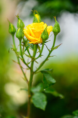 Wall Mural - Yellow rose and buds. Beautiful flower bouquets