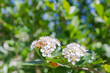 © Viktoriya09 - White flowers of a flowering Bush of black-fruited mountain ash in summer