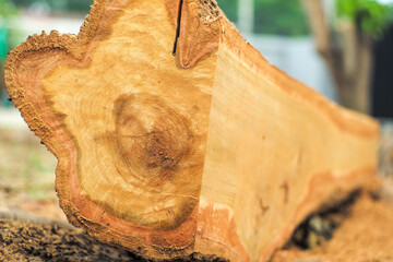 Wall Mural - Closeup surface of the log while being saw in the factory with sawdust