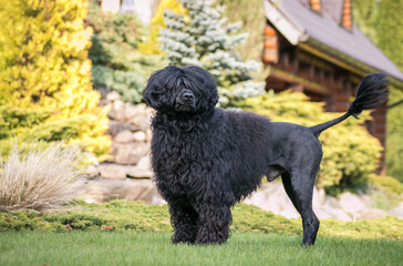 Poster - Portuguese Water Dog posing in beautiful garden.	