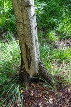 Downward View Of Tree Trunk And Roots