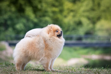 Beautiful pomeranian dog outside posing.	