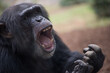 © Rafael - Chimpanzee