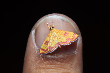 Wall Mural - little colorfull Isocentris file is moth on finger nail