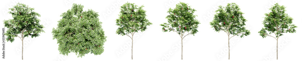 Set or collection of green rowan trees isolated on white background. Concept or conceptual 3d illustration for nature, ecology and conservation, strength and endurance, force and life - obrazy, fototapety, plakaty 