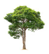 © lovelyday12 - big single tree isolate on white background