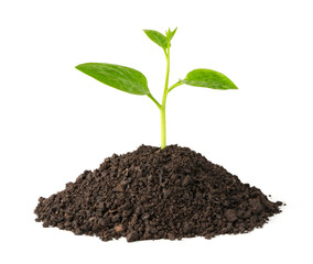 green plant growing on soil isolate white background