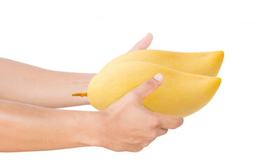 Poster - Hands holding Yellow ripe mango isolated on white background, with clipping path,  Sweet fruit concept, Fresh from garden