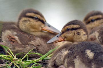 two ducklings on the beach