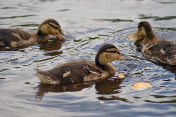 ducklings swim on the lake