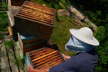 The Beekeeper Checks And Maintains The Hives With Bees, Holds The Frame With The Honeycomb In His Hands For Inspection
