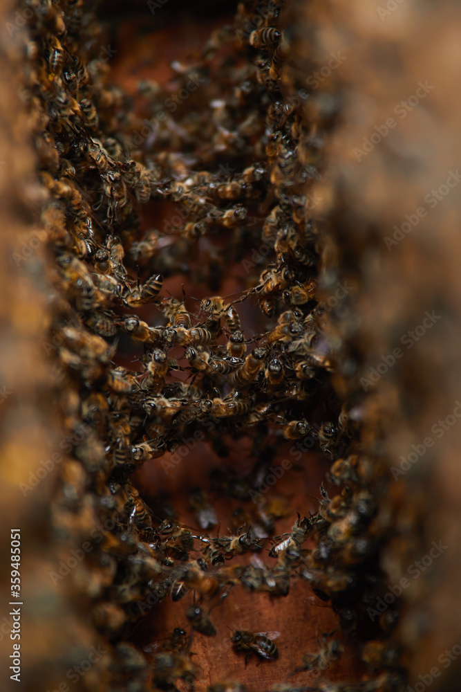 Bees build a beehive and make a living bridge. The structure of the ...