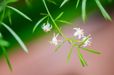 Sticker - Macro view of tiny asparagus flowers.