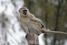 Durban, Kwa-Zulu Natal / South Africa - 12/08/2007: Monkey Sits On A Lamp Pole