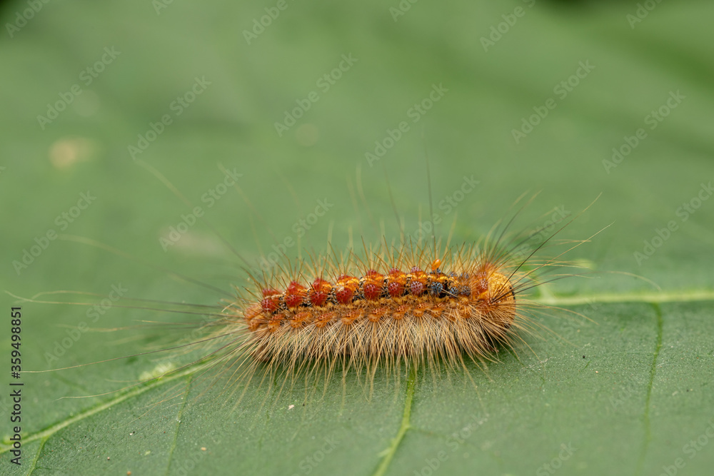 Gypsy moth caterpillar , lymantria dispar Stock Photo | Adobe Stock