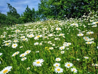 field of daisies