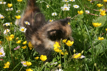 a little kitten in the green grass with colourful flowers