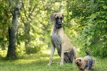 A Large Dog Of The Great Dane Breed Looks At A Small Dog Of The Yorkshire 