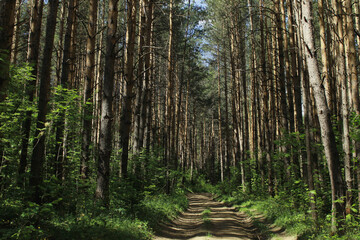 forest in the morning