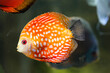 Farbenprächtige Diskusfische im Aquarium