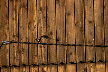 Barn swallow flying through sky