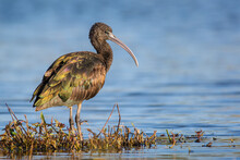 Portrait Of A Glossy Ibis Standing In Water