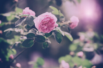Wall Mural - pink bush rose in vintage and retro style, banner. beautiful floral art background. soft selective f