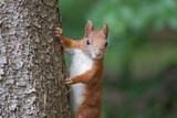 Fototapeta Zwierzęta - wiewiórka na drzewie