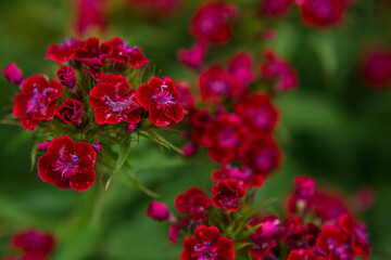 Wall Mural - red flowers of garden carnation close-up. Beautiful summer background with greenery and flowers