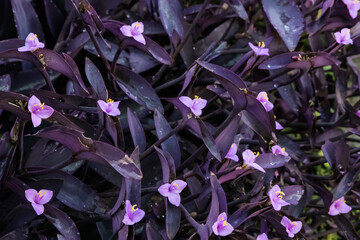Wall Mural - the purple heart flower is a great example of team effort, everybody shines but there is no main sta