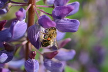 Beautiful Bee On A Lupine Flower In The Summer. Close-up, Macro