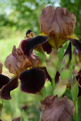 Wall Mural - Beautiful brown irises in the open air in the summer garden